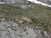 Bouquetin au Col de la Colombi&egrave;re
