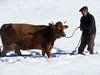 Vache Beaufort - Ar�ches Beaufort