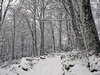 For&ecirc;t du Pilat en hiver