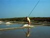 Marais salants