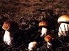 C&egrave;pes