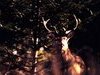Cerf en for&ecirc;t