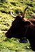 Vache Salers