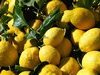 Citrons - C&ocirc;te d'Azur