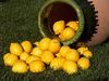 Citrons - C&ocirc;te d'Azur