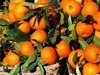 Oranges - C&ocirc;te d'Azur