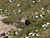 Marmotte dans le Parc des &Eacute;crins