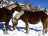 Chevaux - Font Romeu