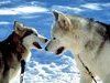 Chiens nordiques - Font Romeu