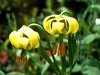 Lys des Pyr�n�es - Font Romeu