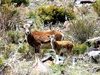 Mouflon - Font Romeu