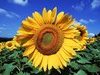 Tournesol - Gers
