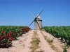 Vignes du M&eacute;doc - Gironde