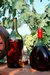 Bouteilles d'Armagnac - Gers