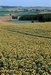 Tournesols - Gers