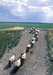 Moutons dans les pr�s sal�s - Baie de Somme