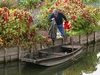 Hortillonnages - Picardie