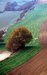 Littoral picard - Somme