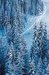 Ski dans les sapins - Le Grand Bornand