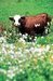 Vache Abondance - Le Grand Bornand
