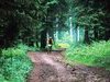 VTT en sous-bois - Le Grand Bornand