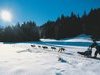 Chiens de traineaux Cote 2000