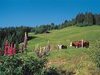 Vaches en champ