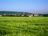 Champ d'orge vert