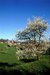 Arbre fruitier en fleurs