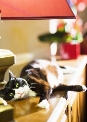 Our cat Sputnik