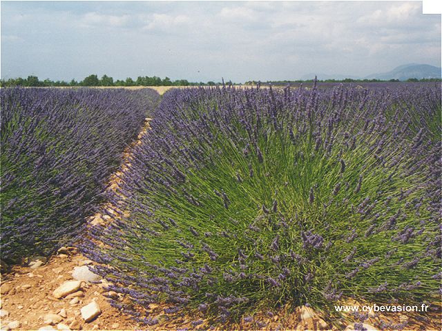 fond d'écran 3d landscapes - fond ecran 3d landscapes - wallpaper 3d landscapes - wallpapers 3d landscapes fond d'écran 3d landscapes - fond ecran 3d landscapes - wallpaper 3d landscapes - wallpapers 3d landscapes