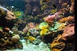 Aquarium de La Rochelle - &copy; Aur&eacute;lien FOREST