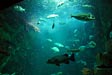 Aquarium de La Rochelle - &copy; Aur&eacute;lien FOREST