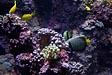 Aquarium de La Rochelle - &copy; Aur&eacute;lien FOREST
