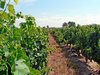 Vignes - Saint-Chaptes - &copy; Aurelien Forest