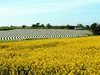 Champs � Pl�h�del - Bretagne