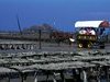 Parc � hu�tres � Cancale - Bretagne