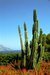 Cactus - Saint-Jean Cap Ferrat