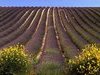 Thym sur le plateau de Valensole