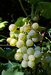 Raisin de la C�te d'Azur - � Michel M�gret