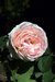 Rose de la C&ocirc;te d'Azur - &copy; Michel M&eacute;gret