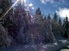 Arbres enneig�s - La Feclaz