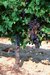 Vignes de Bergerac P�rigord
