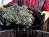 F�te de la vigne - Marlenheim