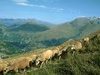 Moutons - Les Deux Alpes