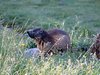 Marmotte des Pyr&eacute;n&eacute;es