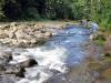 For&ecirc;t tropicale &agrave; la cascade aux &eacute;crevisses