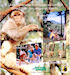 La Montagne des Singes