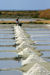 Les Marais Salants
