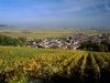 Vigne de Champagne � Avize - Marne